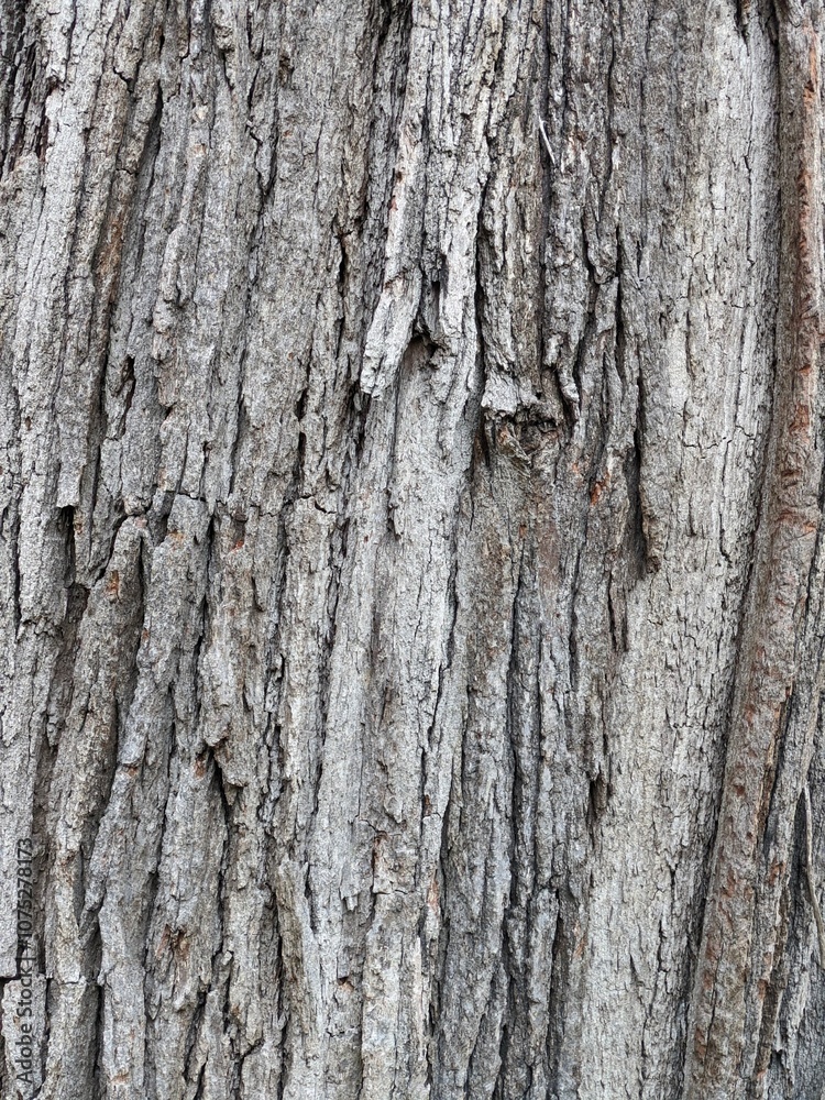 Obraz premium Close Up Tree Bark
