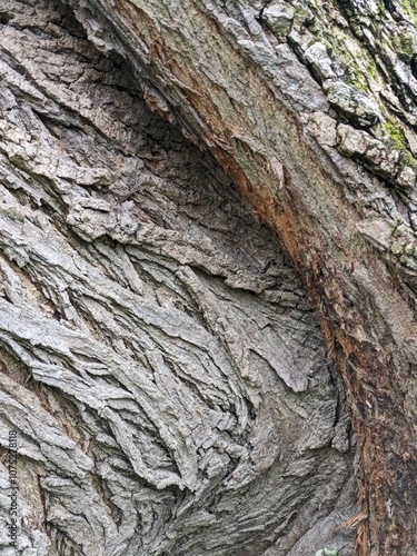 Close Up Tree Bark