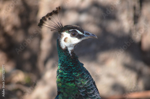 Stunning Portrait of a Peacock Vibrant Colors and Regal Display portrait of a peacock photo