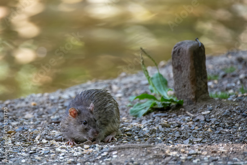 close up portrait of a water rat by the side of a lake with water blurred in the background