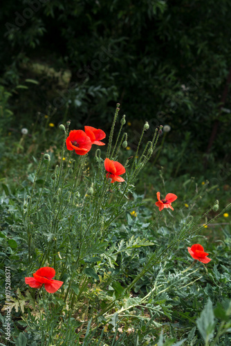 Poppy (Papaver rhoeas).