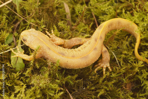 Closeup on a flavistic white Italian crested newt, Triturus carnifex with Dorsal Stripe on Moss