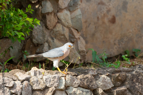 Shikra in urban garden with stone wall fencing and shrubs photo