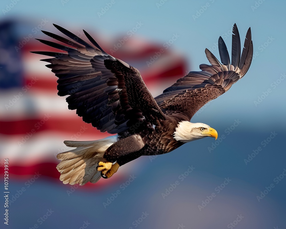 Fototapeta premium Bald Eagle in Flight with American Flag Background