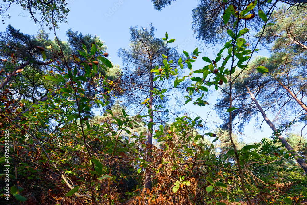 Fototapeta premium Autumn season in the cuvier-châtillon rock. Fontainebleau forest