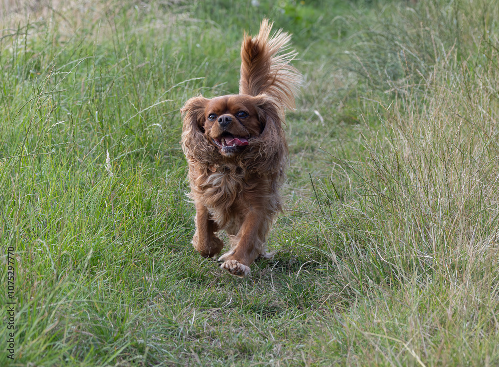 Fototapeta premium Cavalier King Charles Spaniel running