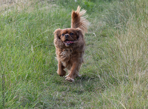 Cavalier King Charles Spaniel running
