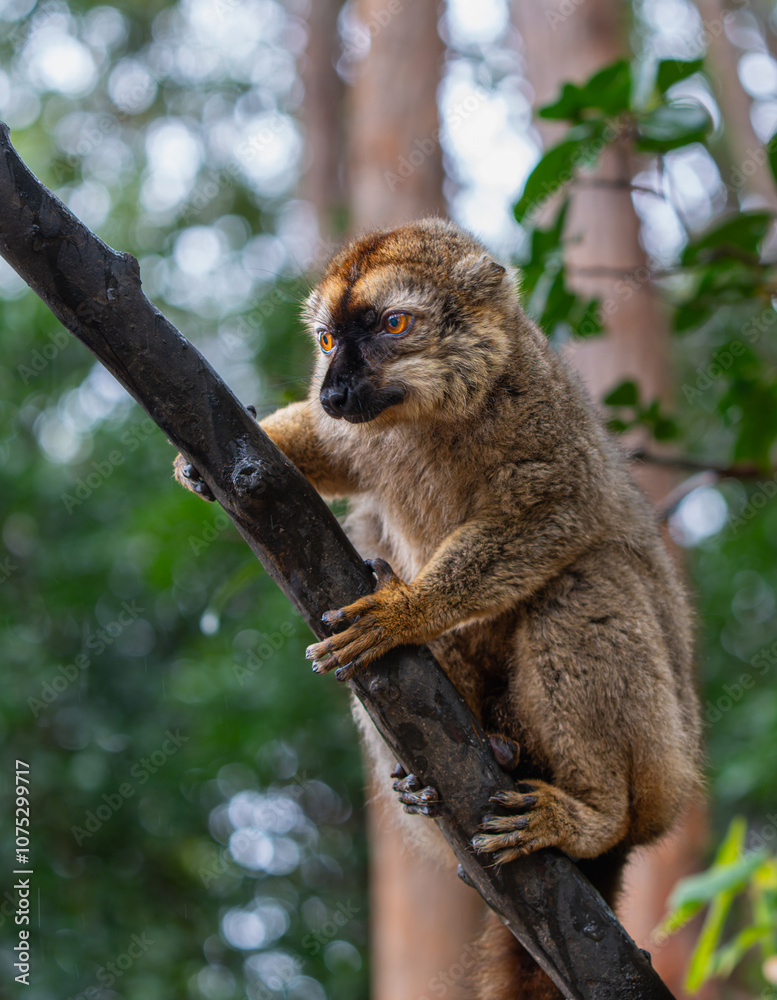 Fototapeta premium Close-up of a curious brown lemur(Eulemur fulvus) perched on a tree branch in the lush Andasibe Reserve forest in Madagascar. The lemur's large orange eyes are the focus of the image.