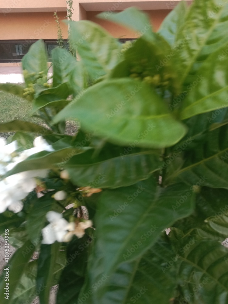 Jasminum sambac flower pattern or Arabian jasmine flower pattern in the garden Jasminum sambac flower pattern or Arabian jasmine flower pattern in the garden
