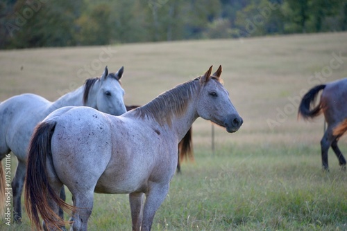Horse in meadow