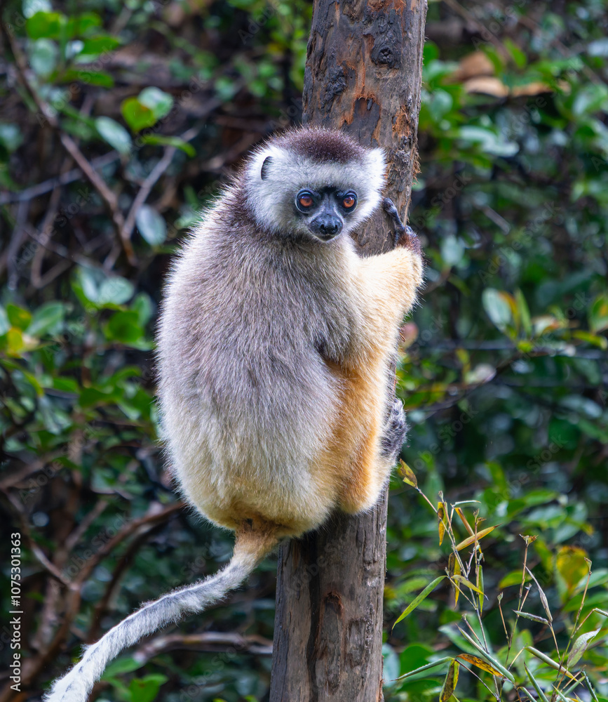 Fototapeta premium A Verreaux's(Diademed) Sifaka clings to a tree in a lush forest. The sifaka has white and yellow fur with dark hands and feet. Andasibe Reserve, Madagascar.