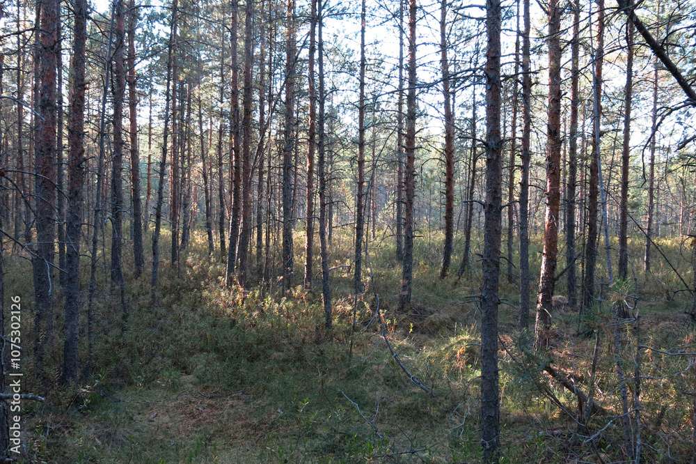 Riding bogs in the Moscow region, Russia, in the National reserve Crane Homeland. Pine trees Riding bogs in the Moscow region, Russia, in the National reserve Crane Homeland. Pine trees