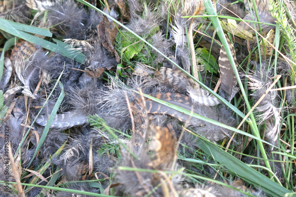 Obraz premium mottled feathers are lying on the grass in the reserve; a pert bird