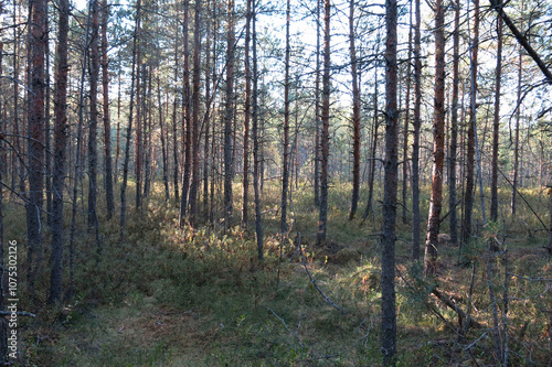 Riding bogs in the Moscow region, Russia, in the National reserve Crane Homeland. Pine trees