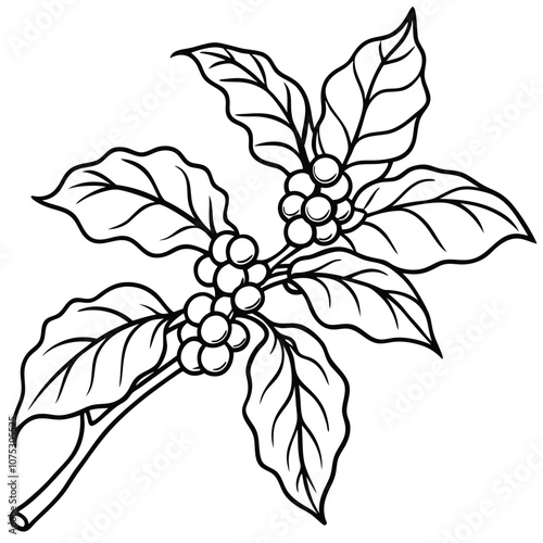 Coffee Plant Branch hHand-drawn vector isolated on white background. Vector illustration