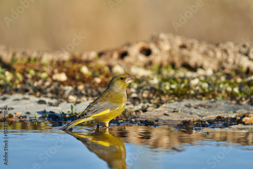 El verderón europeo o verderón común (Chloris chloris) photo