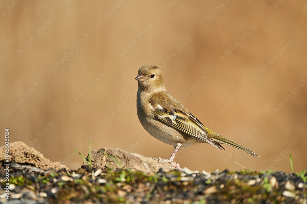 pinzón vulgar (Fringilla coelebs) en el estanque pinzón vulgar (Fringilla coelebs) en el estanque