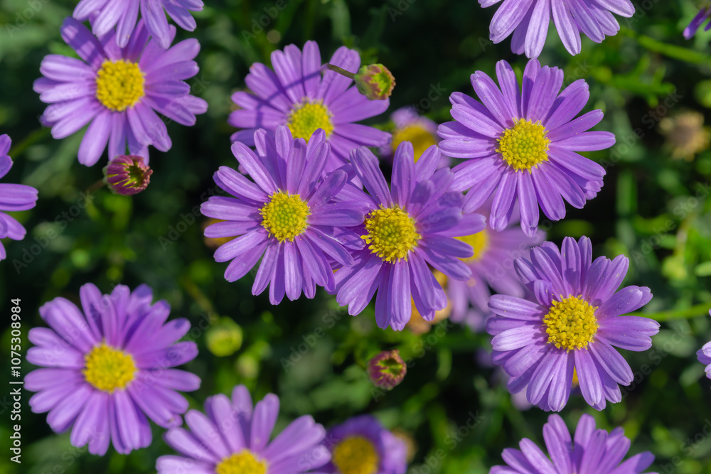 A cluster of pale purple chrysanthemums A cluster of pale purple chrysanthemums