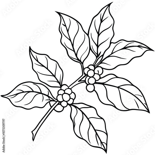 Coffee Plant Branch hand-drawn vector illustration