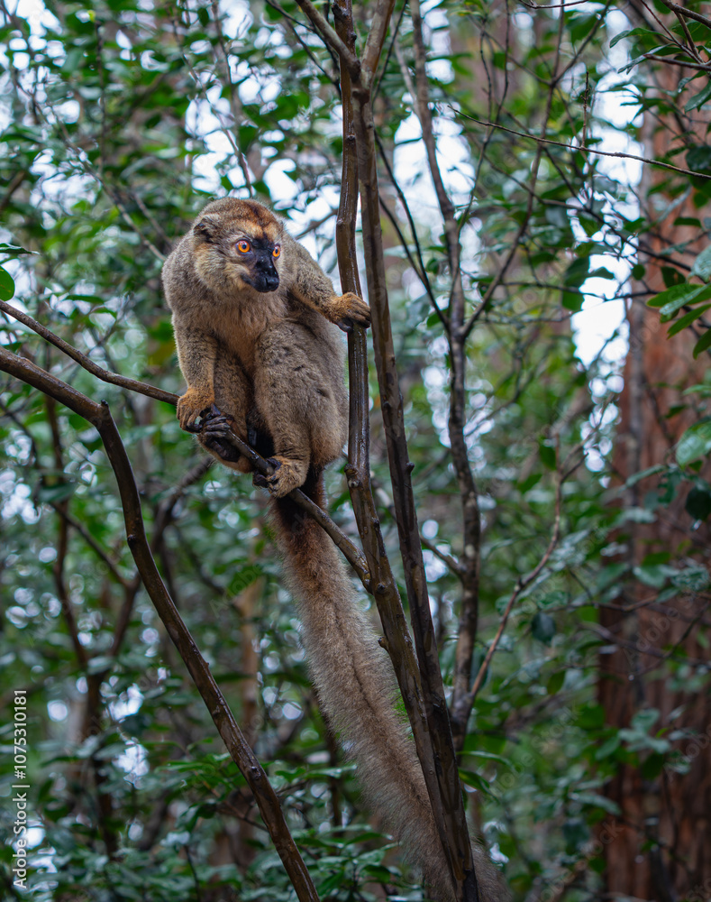 Fototapeta premium A close-up photograph of a brown lemur(Eulemur fulvus) perched on a tree branch, peeking out from the lush foliage of the Andasibe Reserve in Madagascar.