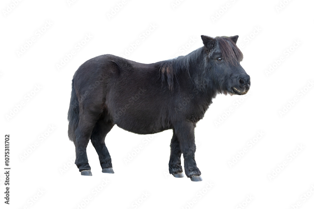 black pony isolated on white background black pony isolated on white background
