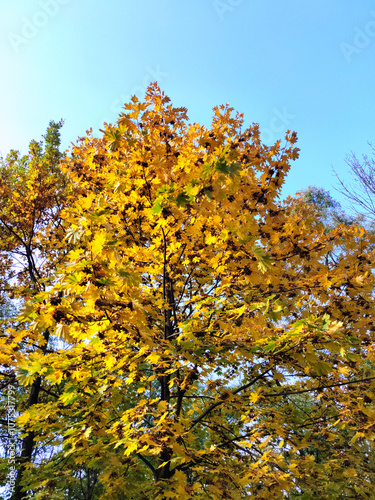 Yellow maple tree in autumn season with blue sky background