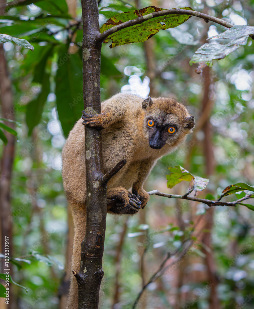 Obraz premium A close-up photograph of a brown lemur(Eulemur fulvus) perched on a tree branch, peeking out from the lush foliage of the Andasibe Reserve in Madagascar.