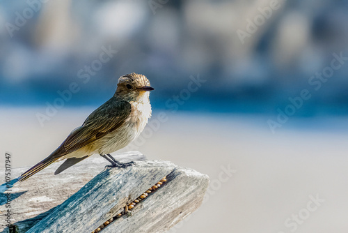 Un pigliamosche comune (Muscicapa striata) si appollaia su un palo di recinzione in una giornata di sole, scrutando la zona alla ricerca di insetti. photo