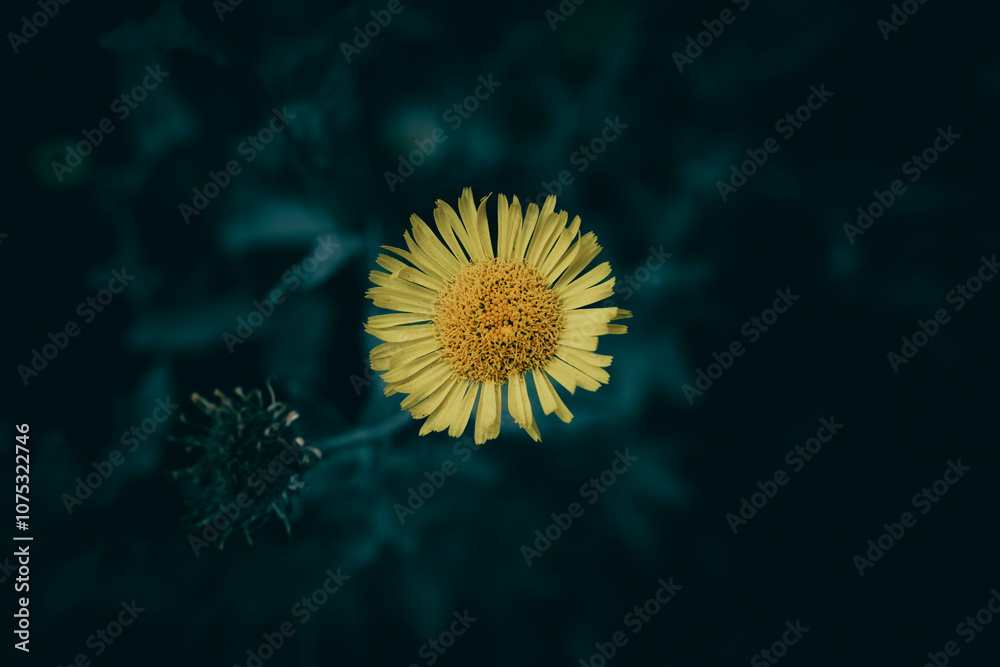 A close up of a yellow Elecampane flower A close up of a yellow Elecampane flower