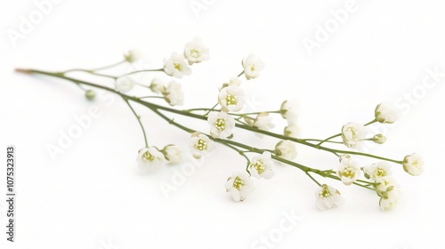 Delicate Gypsophila Branch Featuring Small White Flowers on Thin Twigs, Perfect for Arrangements and Floral Designs in Bright Settings