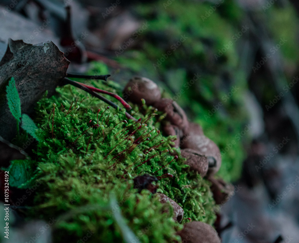 Obraz premium forest macro shot of moose and mushrooms in the autumn period November Europe. High quality photo