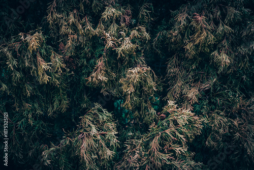 A close up of dry White Cedar tree branches photo