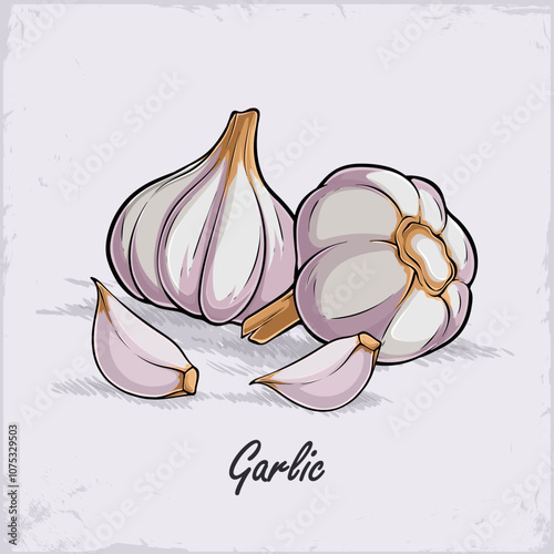 Hand drawn organic fresh whity purple garlic with cloves on front, good for body health isolated