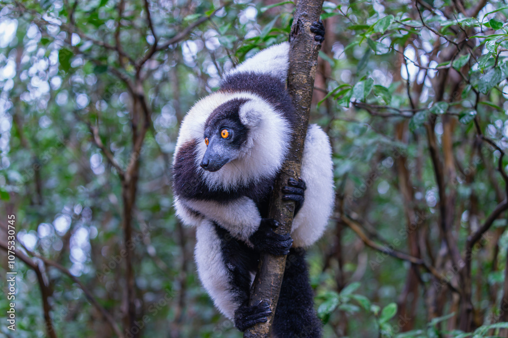 Fototapeta premium A black-and-white ruffed lemur (Varecia variegata) perches on a branch in a dense forest. The lemurs' unique fur patterns and vibrant environments are highlighted. Andasibe Reserve, Madagascar.