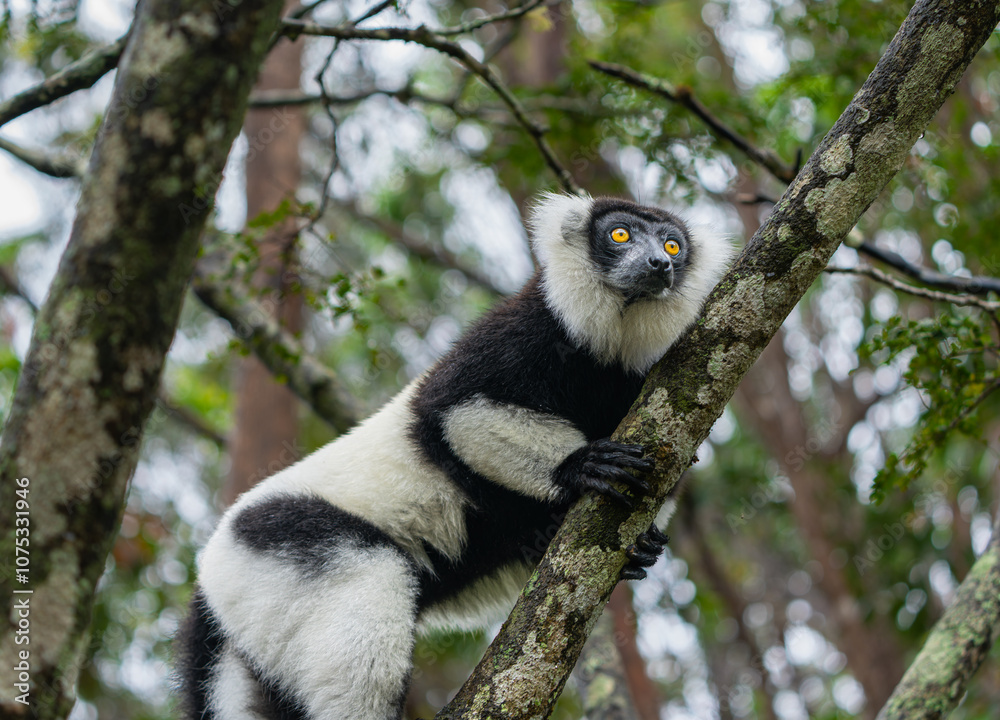 Obraz premium A black-and-white ruffed lemur (Varecia variegata) perches on a branch in a dense forest. The lemurs' unique fur patterns and vibrant environments are highlighted. Andasibe Reserve, Madagascar.