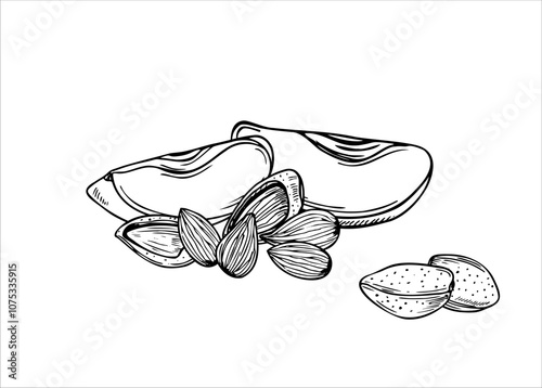 Almonds with two fresh apple slices vector illustration in black and white colors. Monochrome nuts and fruit ingredients for winter sweet desserts, drinks illustration. For menu design, package decor