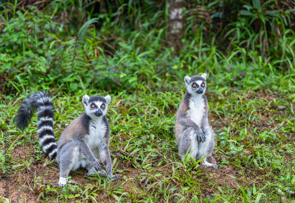 Fototapeta premium Two ring-tailed lemurs in a lush green forest. One is sitting while the other stands upright, showcasing their distinctive striped tails. Andasibe Reserve, Madagascar.