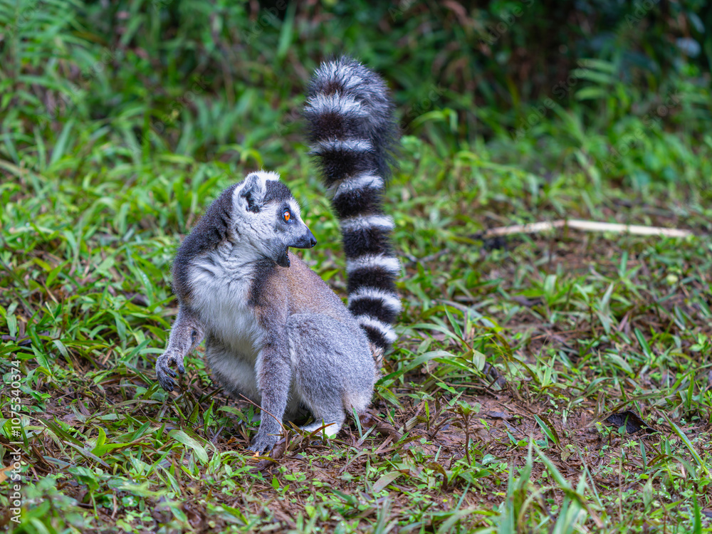 Fototapeta premium A close-up portrait of a ring-tailed lemur with its distinctive orange eyes. Its fur is a mix of black, white, and grey. The lemur is looking directly at the camera. Andasibe Reserve, Madagascar.