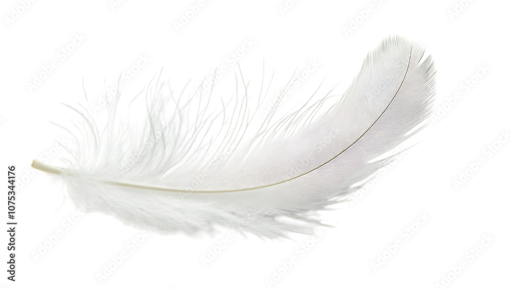 Obraz premium Single white feather