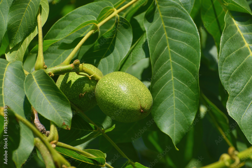 green walnut fruits on tree branch on summer sunny day close up green walnut fruits on tree branch on summer sunny day close up