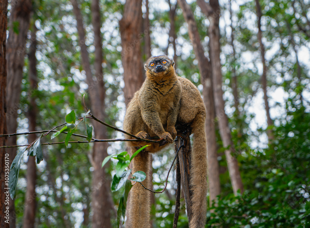 Obraz premium A close-up photograph of a brown lemur(Eulemur fulvus) perched on a tree branch, peeking out from the lush foliage of the Andasibe Reserve in Madagascar.