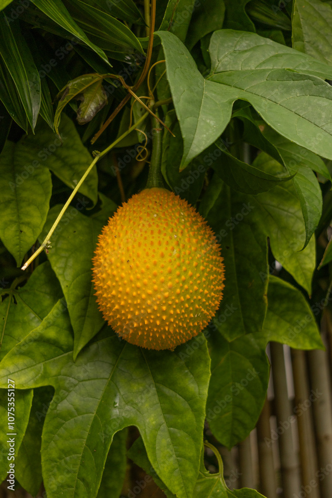Close-up of a ripe gac fruit Momordica cochinchinensis hanging from a vine surrounded by green leaves Close-up of a ripe gac fruit Momordica cochinchinensis hanging from a vine surrounded by green leaves