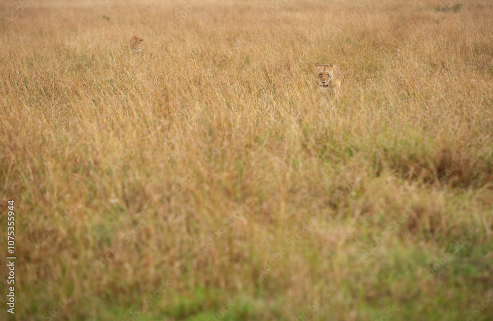 A pair of lion walking in the grassland of Masai Mara, Kenya A pair of lion walking in the grassland of Masai Mara, Kenya