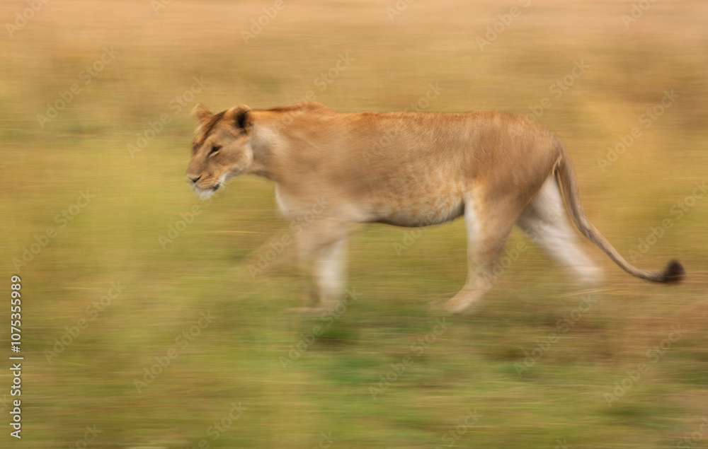 A motion blur low shutter panning shot of a subadult Lion walking at Masai Mara, Kenya A motion blur low shutter panning shot of a subadult Lion walking at Masai Mara, Kenya