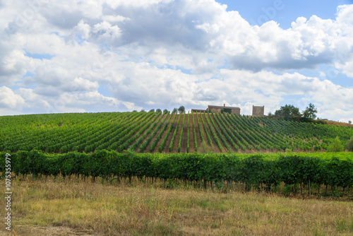 View of a vineyard in Tuscany