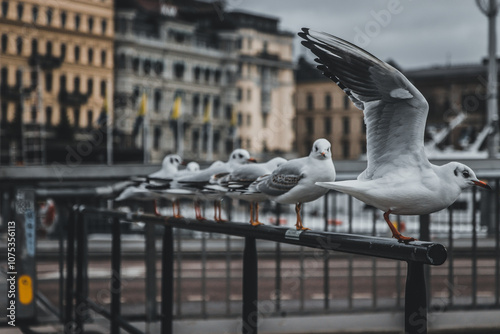 seagulls on the pier in Stockholm photo