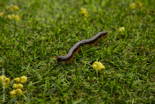 Close-up of a long centipede crawling on the green grass. Photos of insects and nature