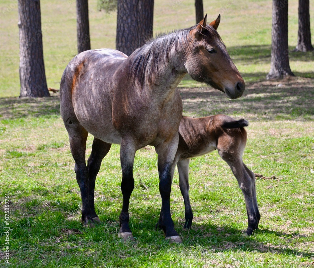 Mare and foal Mare and foal