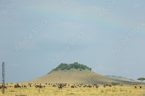 A herd of Wildebeests grazing near a mound with rainbow in the sky at Masai Mara grassland, Kenya photo