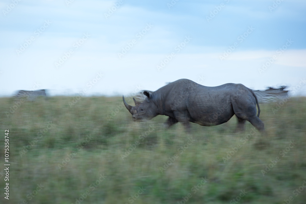 Fototapeta premium A black rhinoceros walking in the grassland in Savannah, Masai Mara